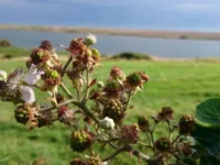 things to do in dorset with toddlers