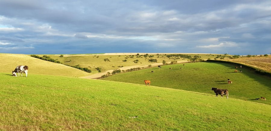 fields