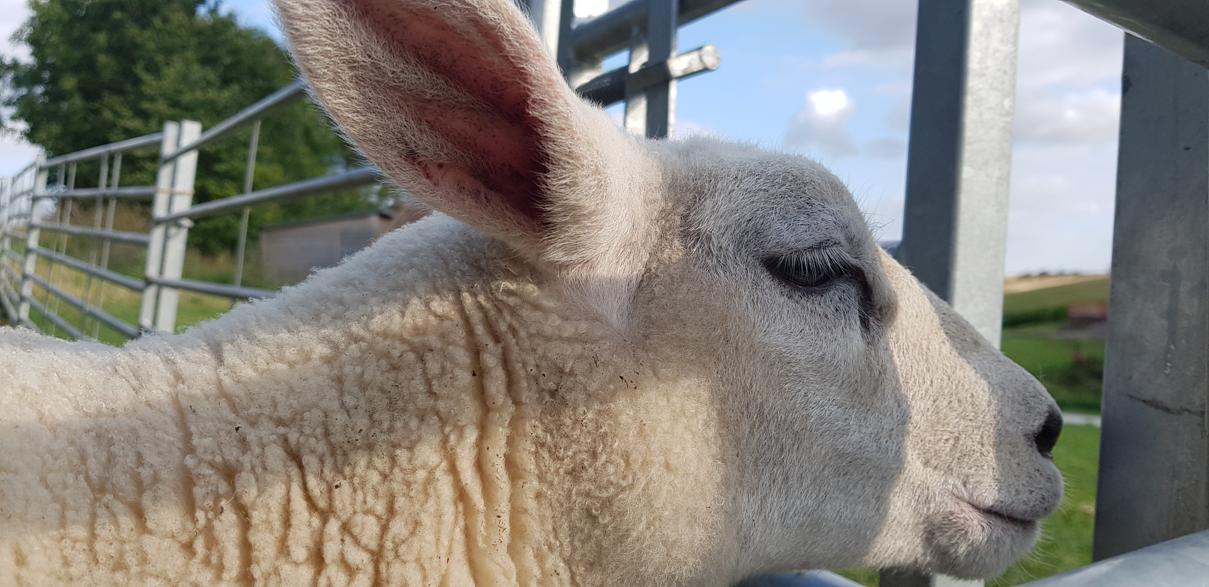 family friendly glamping yorkshire