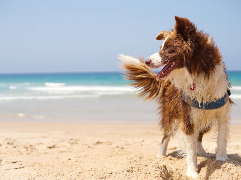 Dog and sales child friendly holidays