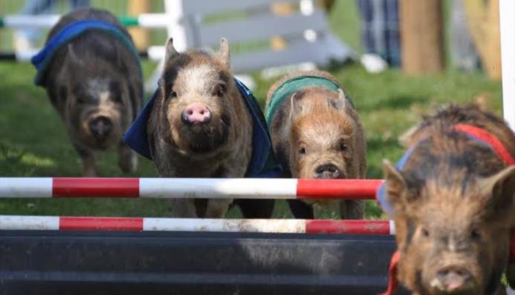 toddler friendly day out in devon