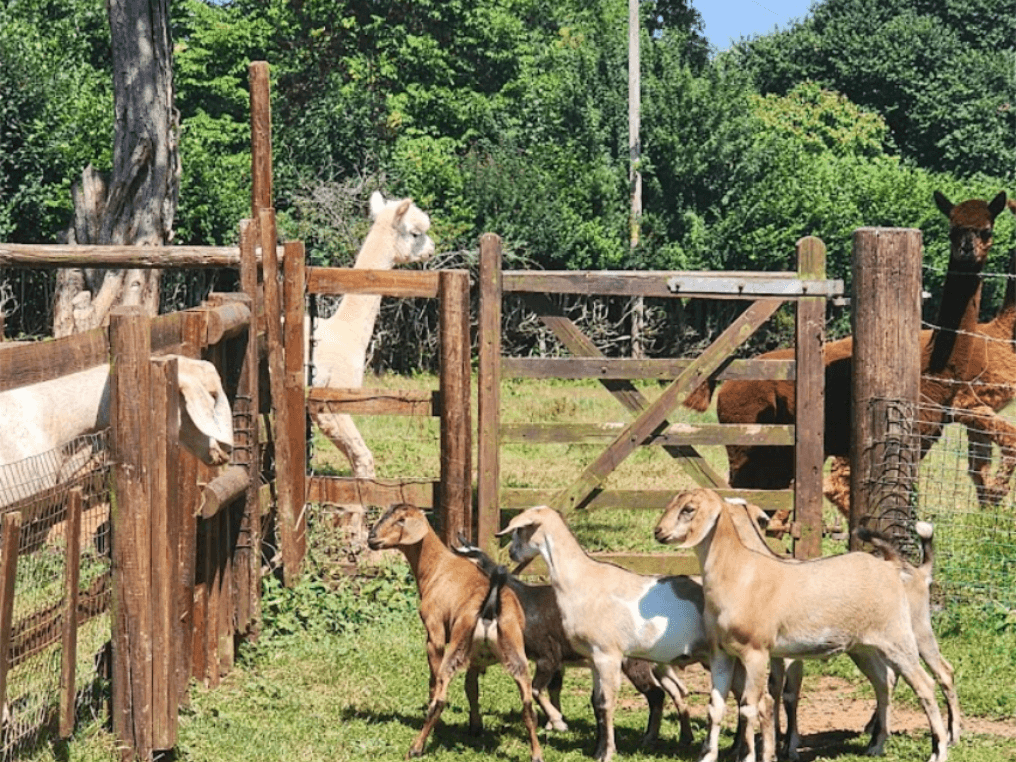 baby and toddler friendly cottage devon