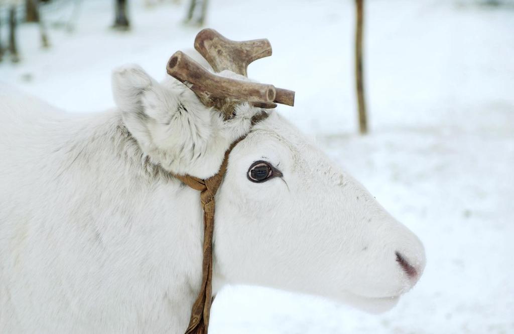 family friendly hotel lapland