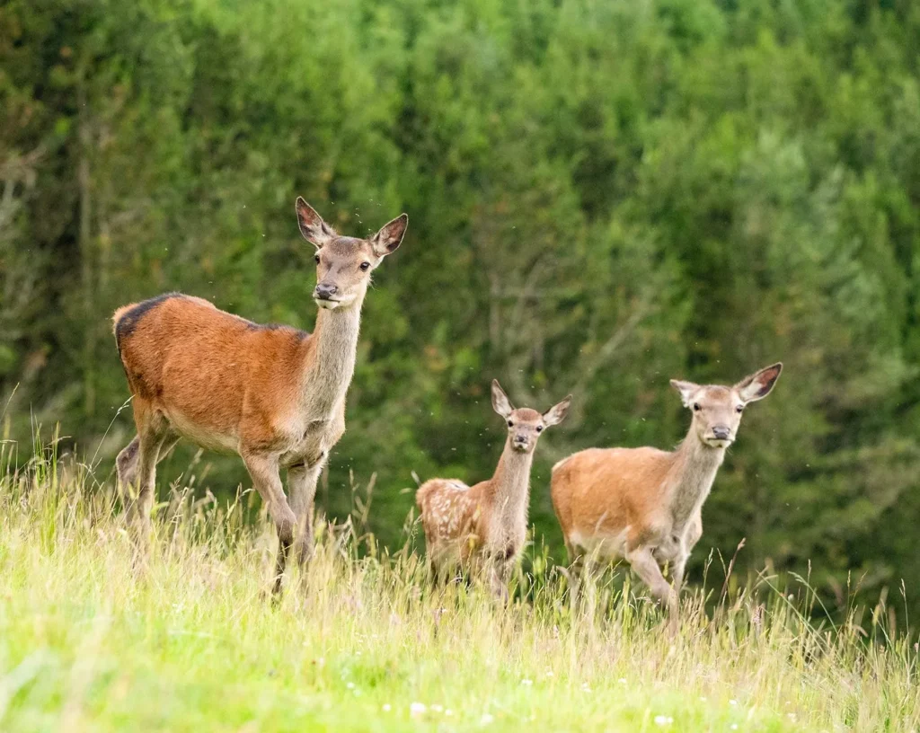 toddler friendly day out scotland 